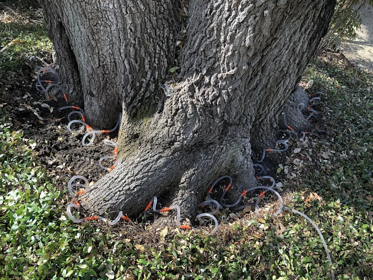 Detailed Tree Cabling and Bracing job site in Poland